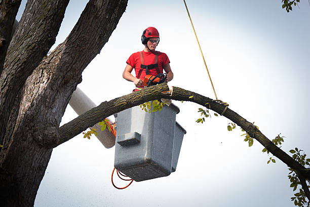 How Our Tree Care Process Works  in Los Altos Hills, CA